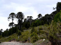 araucarias mit nachwuchs.jpg