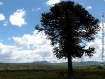 picknick araucaria.jpg