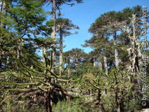 Araucaria araucana3 - Nahuelbuta.jpg