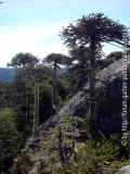 Araucaria araucana - Nahuelbuta.jpg