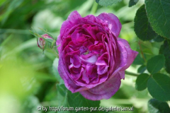 Rose de Maitre d`Ecole