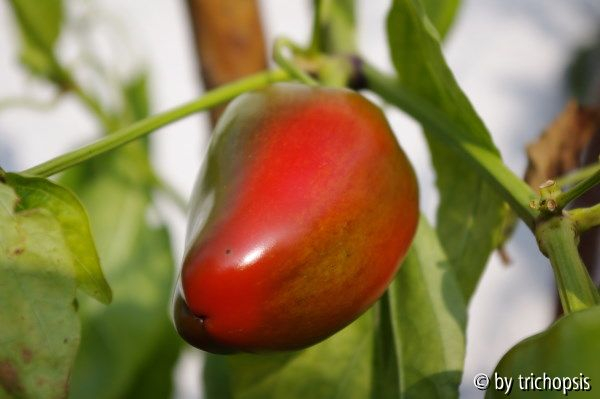 Paprika