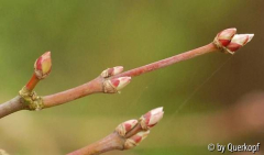 Acer shirasawanum Aureum Knospe