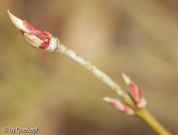 Acer Filigree Knospe