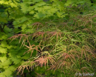 Acer palmatum Villa Taranto Frühsommer