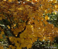 Herbst Acer shirasawanum Aureum