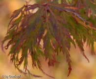 Herbst Acer Seiryu Schatten