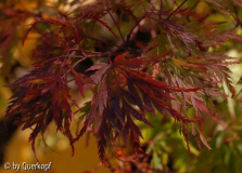 Herbst Acer Seiryu Glut