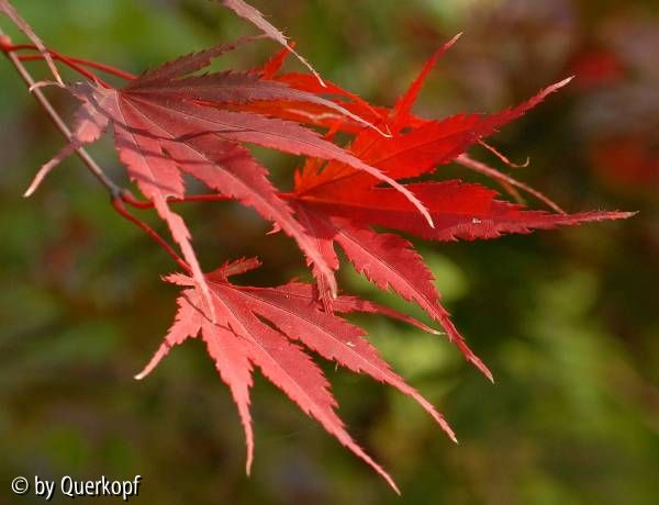 Herbst Acer Masukagami Detail