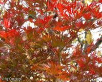 Herbst Acer Masukagami