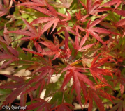 Herbst Acer Kamagata