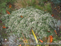 Aster ericoides Snowflurry