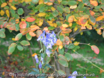 Aconitum carmichaelii