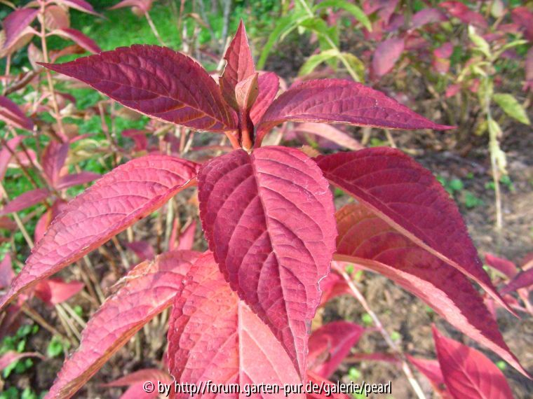 Hydrangea serrata _Bluebird_