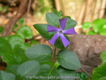 Vinca difformis