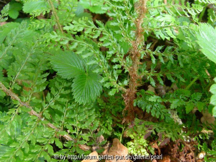 Polystichum setiferum wienochmal