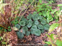 Cyclamen purpurascens