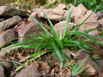 Eryngium bromelifolium E_ eburneum