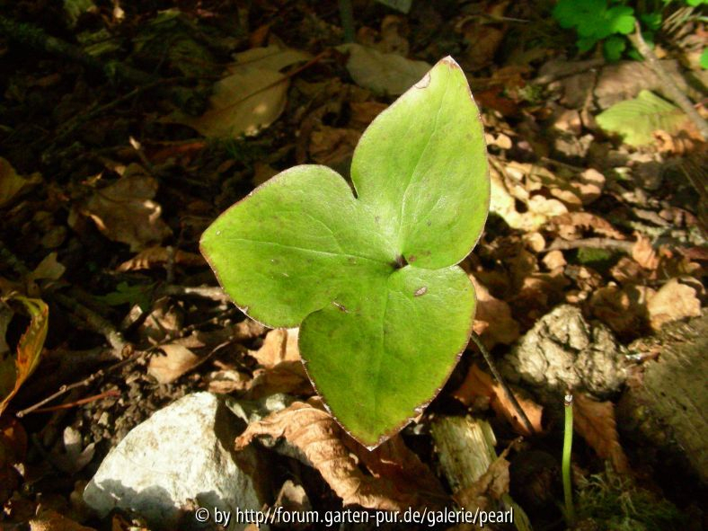 Amerikannisches Leberblümchen Hepatica nobilis var_ acuta