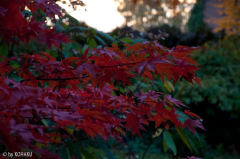 Acer unbekannt 4/Herbst/Zweig