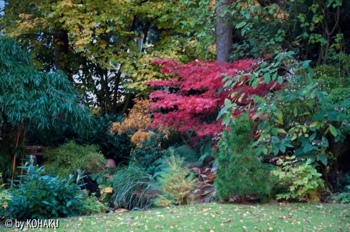 Acer unbekannt 5/Herbst/Gesamtansicht