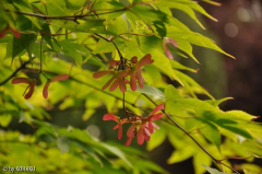 Acer unbekannt 7/Zweig.blühend