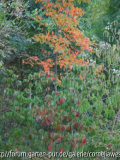 Cornus florida vor Nyssa sylvatica