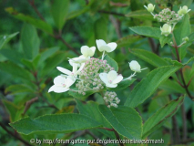 Hydrangea paniculata Tardiva