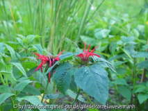 Monarda didyma Jacob Kline