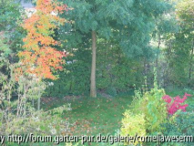 vlnr: Nyssa sylvatica, Clethra alnoides, Cornus mas, Euonymus alatus