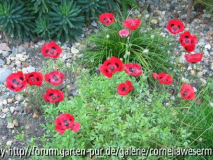 Papaver Commutatum Marienkaefer