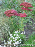 Sedum telephium Herbstfreude