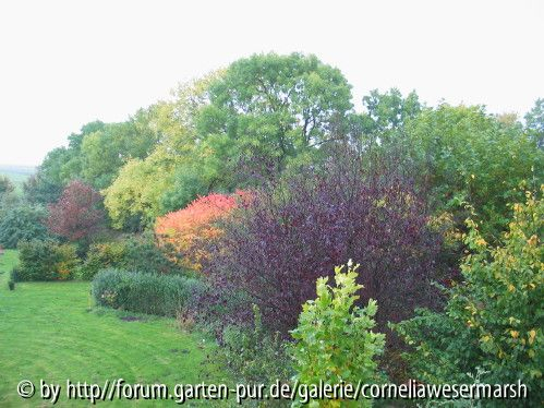 Baumkreis in Herbstfaerbung