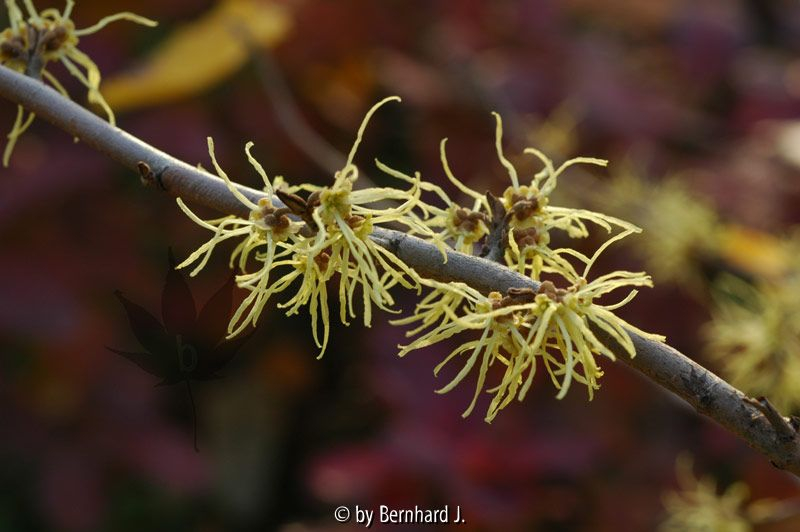 Hamamelis virginiana - herbstblühende Zaubernuss