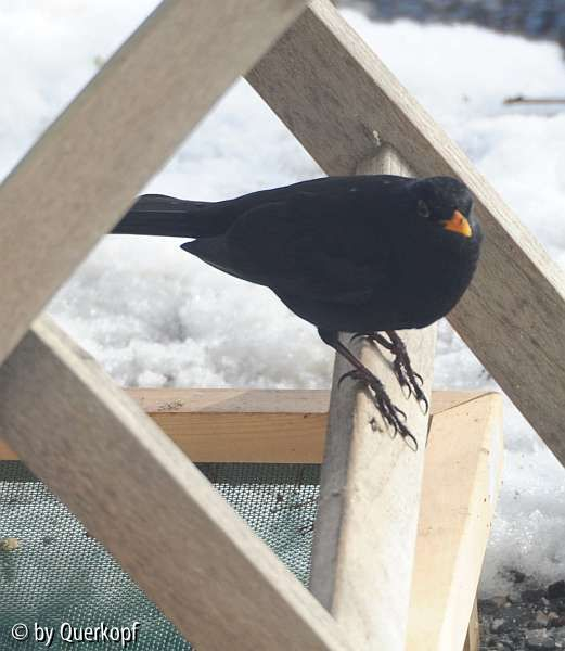 Amsel3