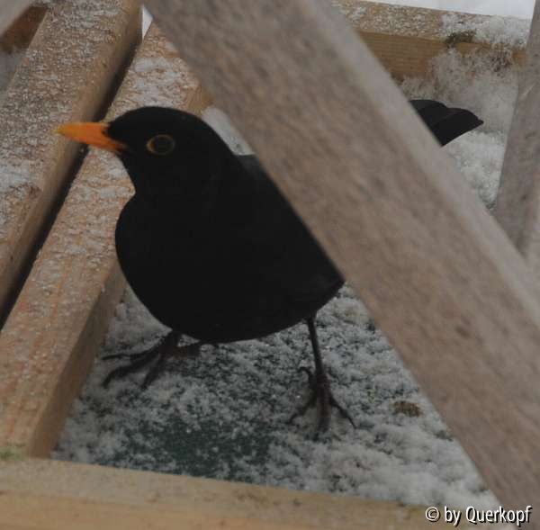 Amsel2