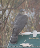 Sperberweibchen auf Vogelhaus