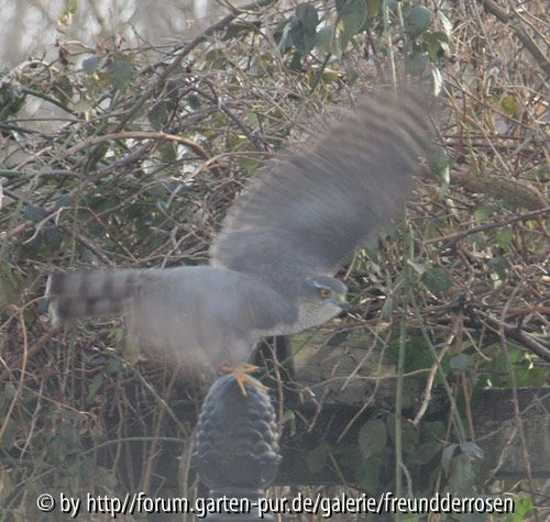 Sperberweibchen im Abflug