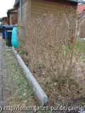 Hecke und Gartenbegrenzung