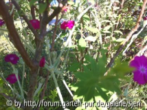 leuchtend pinke Blüten und flauschige Blätter und Stiele