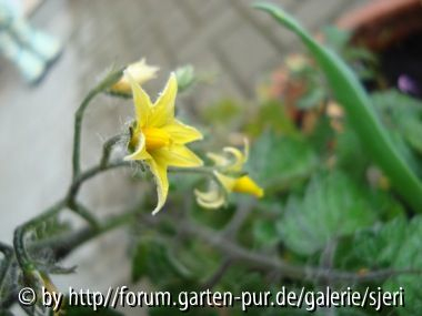 Tomatenblüten