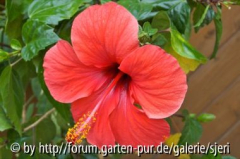 Hibiskusstämmchen