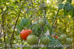 Tomaten