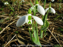 G. elwesii, gute Form, früh