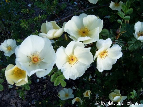 Rosa x cantabrigiensis, Blüten nah