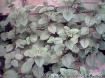 Plectranthus ciliatus