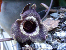 Asarum splendens Blüte