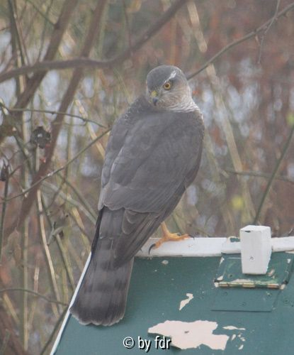 Sperberweibchen auf Vogelhaus 01