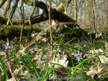 StW Blausternchen im STeiner Wald 3