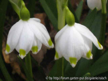 Leucojum grüngelb